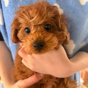 トイプードルのレッドの男の子｜2025年12月22日生まれ｜No.11140｜画像3枚目