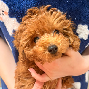 トイプードルのレッドの男の子｜2025年12月22日生まれ｜No.11139｜画像0枚目