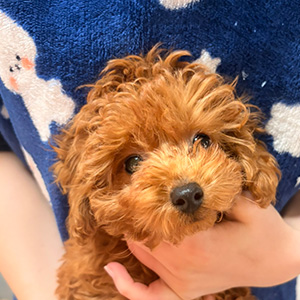 トイプードルのレッドの男の子｜2025年12月22日生まれ｜No.11139｜画像1枚目