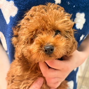 トイプードルのレッドの男の子｜2025年12月22日生まれ｜No.11139｜画像2枚目