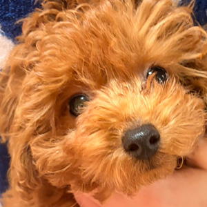 トイプードルのレッドの男の子（2025年12月22日生まれ）