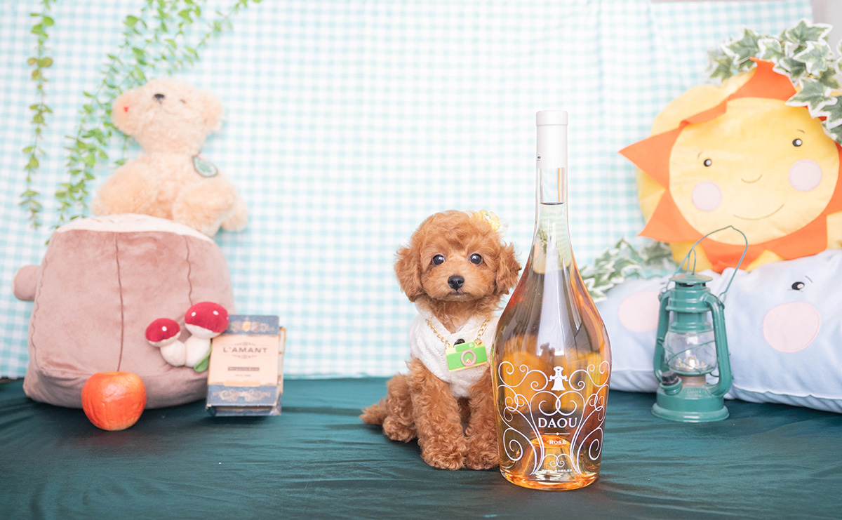 トイプードルのレッドの男の子｜2025年12月16日生まれ｜No.11138｜画像1枚目