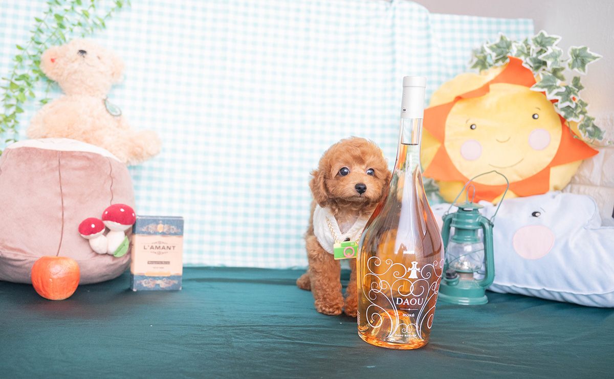 トイプードルのレッドの男の子｜2025年12月16日生まれ｜No.11138｜画像2枚目