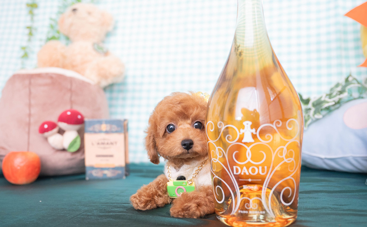 トイプードルのレッドの男の子｜2025年12月16日生まれ｜No.11138｜画像3枚目