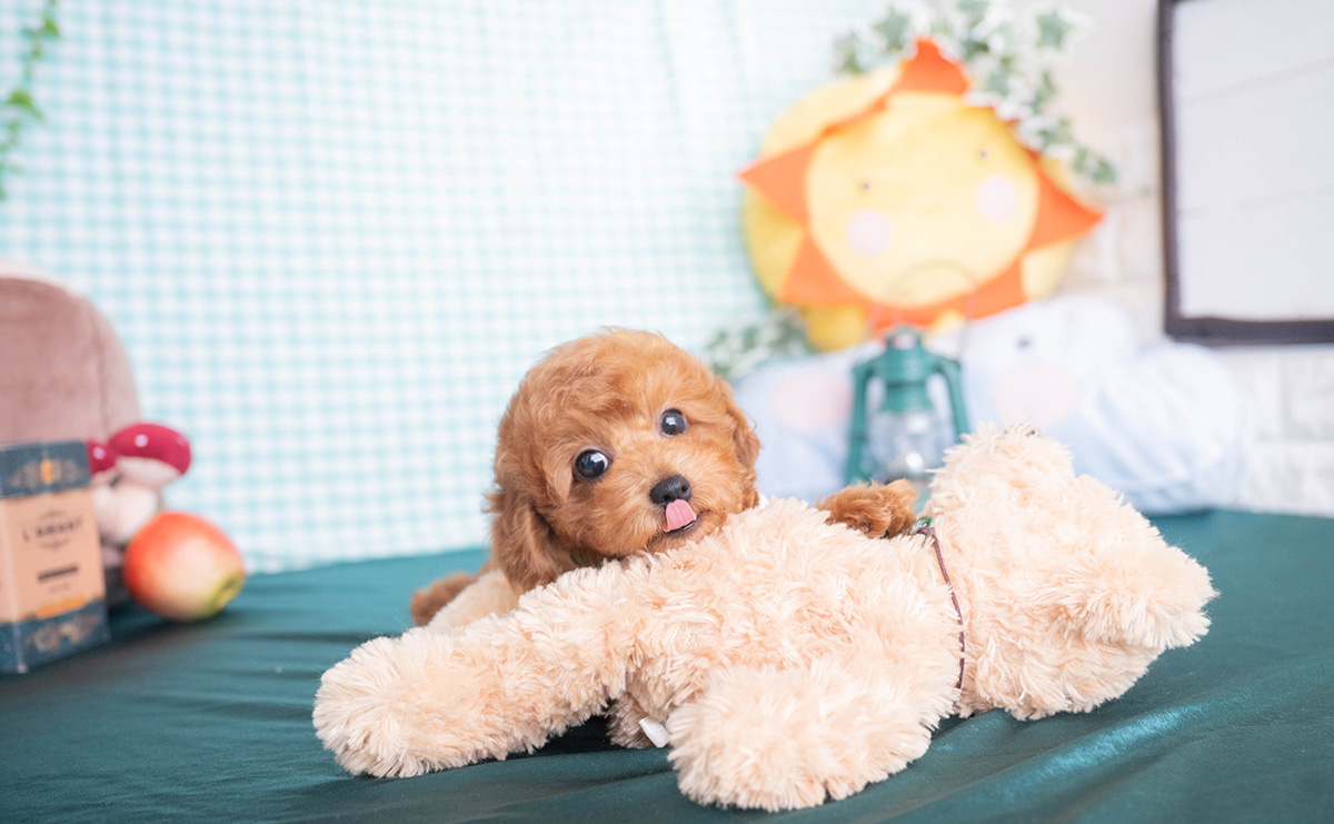 トイプードルのレッドの男の子｜2025年12月16日生まれ｜No.11138｜画像0枚目