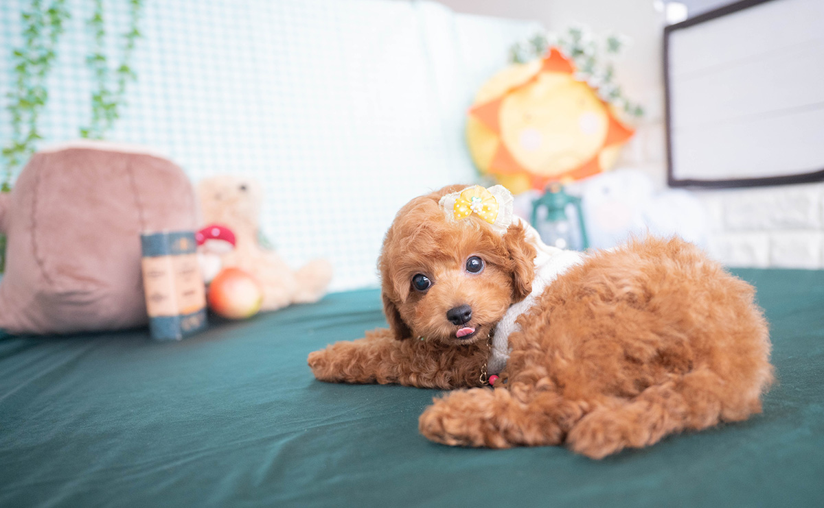 トイプードルのレッドの男の子｜2025年12月16日生まれ｜No.11138｜画像5枚目