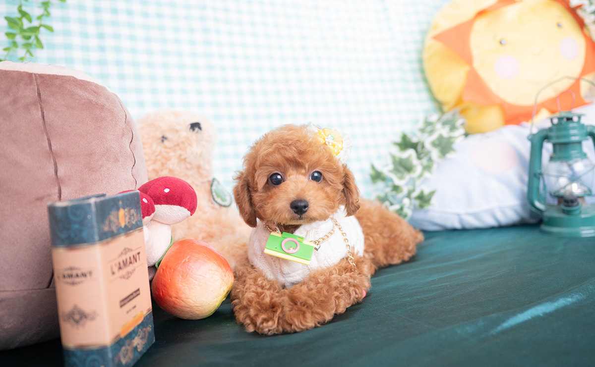 トイプードルのレッドの男の子｜2025年12月16日生まれ｜No.11138｜画像4枚目