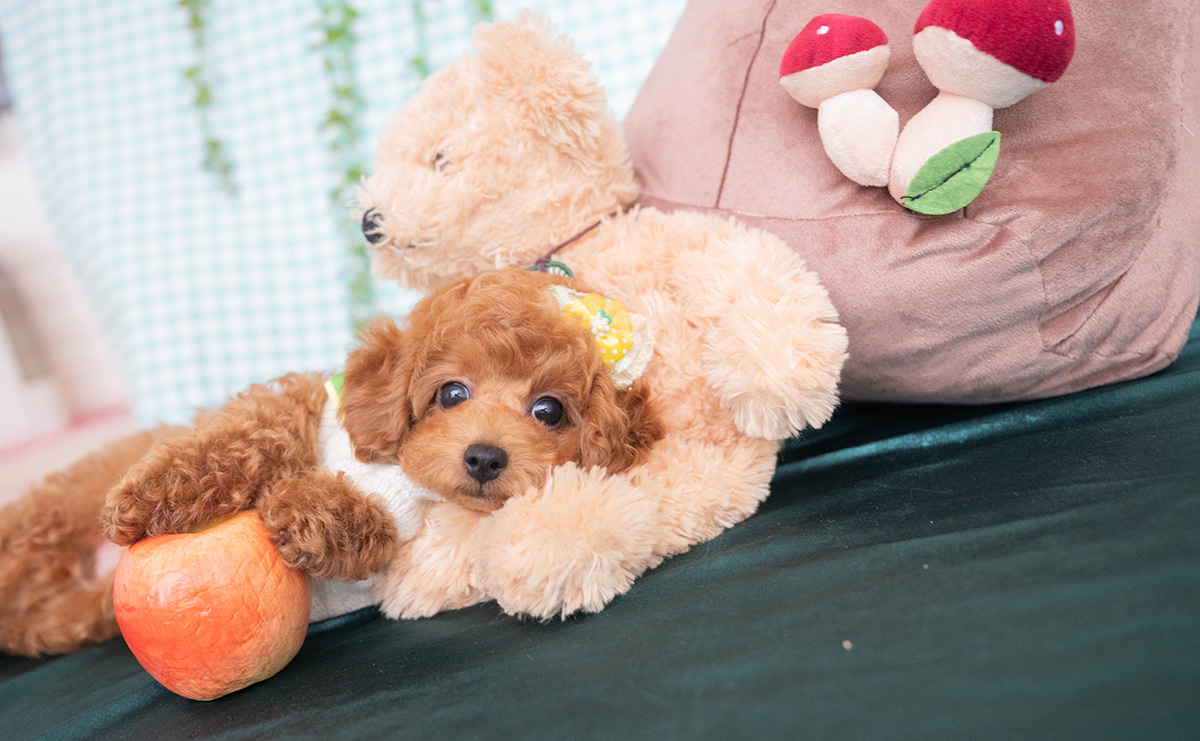 トイプードルのレッドの男の子｜2025年12月16日生まれ｜No.11138｜画像6枚目