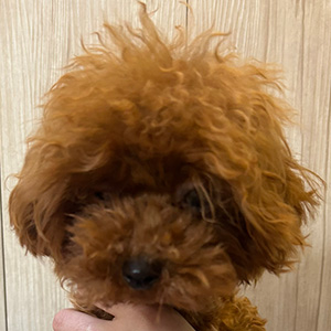 トイプードルのレッドの男の子｜2025年11月27日生まれ｜No.11144｜画像0枚目