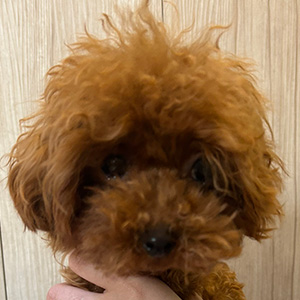 トイプードルのレッドの男の子｜2025年11月27日生まれ｜No.11144｜画像1枚目