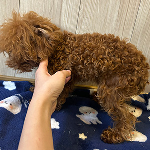 トイプードルのレッドの男の子｜2025年11月27日生まれ｜No.11144｜画像2枚目