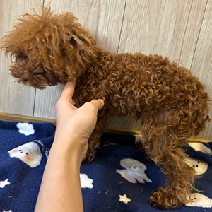 トイプードルのレッドの男の子｜2025年11月27日生まれ｜No.11144｜画像3枚目