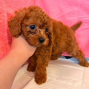 トイプードルのレッドの男の子｜2026年2月5日生まれ｜No.11148｜画像1枚目