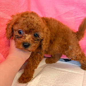 トイプードルのレッドの男の子｜2026年2月5日生まれ｜No.11148｜画像2枚目
