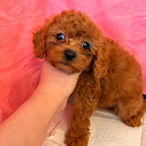 トイプードルのレッドの男の子｜2026年2月5日生まれ｜No.11148｜画像3枚目