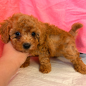 トイプードルのレッドの女の子|2025年2月5日生まれ|No.11147|画像0枚目