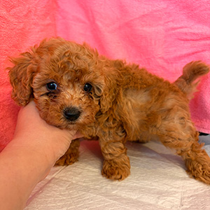 トイプードルのレッドの女の子|2025年2月5日生まれ|No.11147|画像1枚目