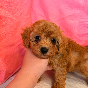 トイプードルのレッドの女の子｜2025年2月5日生まれ｜No.11147｜画像3枚目