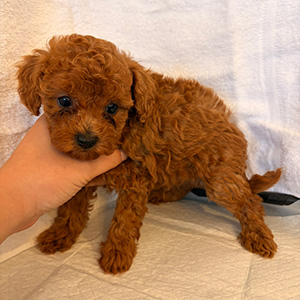 トイプードルのレッドの女の子｜2026年2月9日生まれ｜No.11151｜画像0枚目