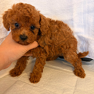 トイプードルのレッドの女の子｜2026年2月9日生まれ｜No.11151｜画像1枚目