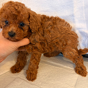 トイプードルのレッドの女の子｜2026年2月9日生まれ｜No.11151｜画像2枚目