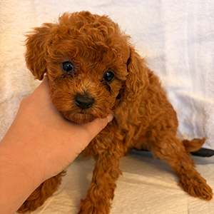 トイプードルのレッドの女の子｜2026年2月9日生まれ｜No.11151｜画像3枚目
