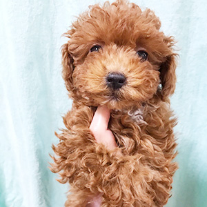 トイプードルのレッドの男の子|2025年12月28日生まれ|No.11173|画像0枚目
