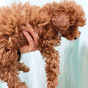 トイプードルのレッドの男の子｜2025年12月28日生まれ｜No.11173｜画像4枚目