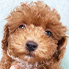 トイプードルのレッドの男の子（2025年12月28日生まれ）
