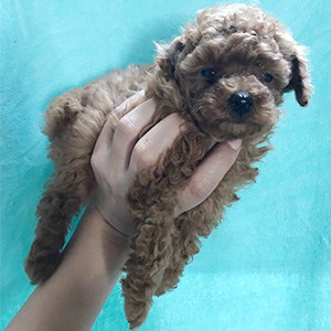 タイニープードルのレッドの女の子｜2026年2月7日生まれ｜No.11166｜画像0枚目