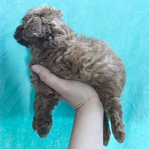 タイニープードルのレッドの女の子｜2026年2月7日生まれ｜No.11166｜画像1枚目