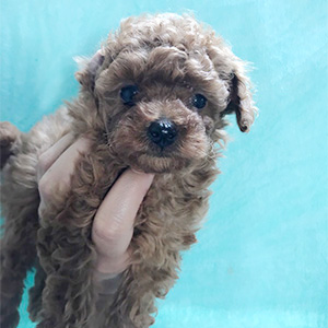 タイニープードルのレッドの女の子｜2026年2月7日生まれ｜No.11166｜画像2枚目