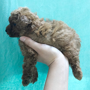 タイニープードルのレッドの女の子｜2026年2月7日生まれ｜No.11166｜画像3枚目