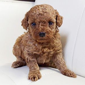 タイニープードルのレッドの男の子|2026年2月17日生まれ|No.11160|画像0枚目