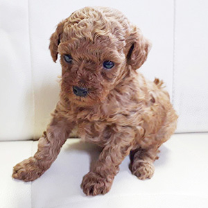 タイニープードルのレッドの男の子|2026年2月17日生まれ|No.11160|画像1枚目