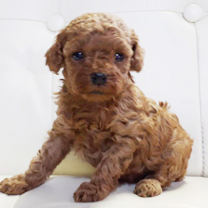 タイニープードルのレッドの男の子|2026年2月17日生まれ|No.11160|画像2枚目