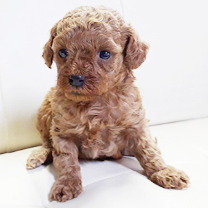 タイニープードルのレッドの男の子｜2026年2月17日生まれ｜No.11160｜画像3枚目