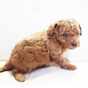 タイニープードルのレッドの女の子｜2026年2月19日生まれ｜No.11163｜画像0枚目