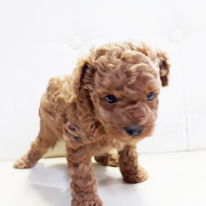 タイニープードルのレッドの女の子｜2026年2月19日生まれ｜No.11163｜画像1枚目