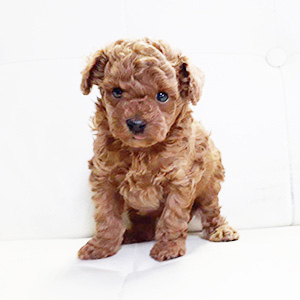 タイニープードルのレッドの女の子｜2026年2月19日生まれ｜No.11163｜画像2枚目