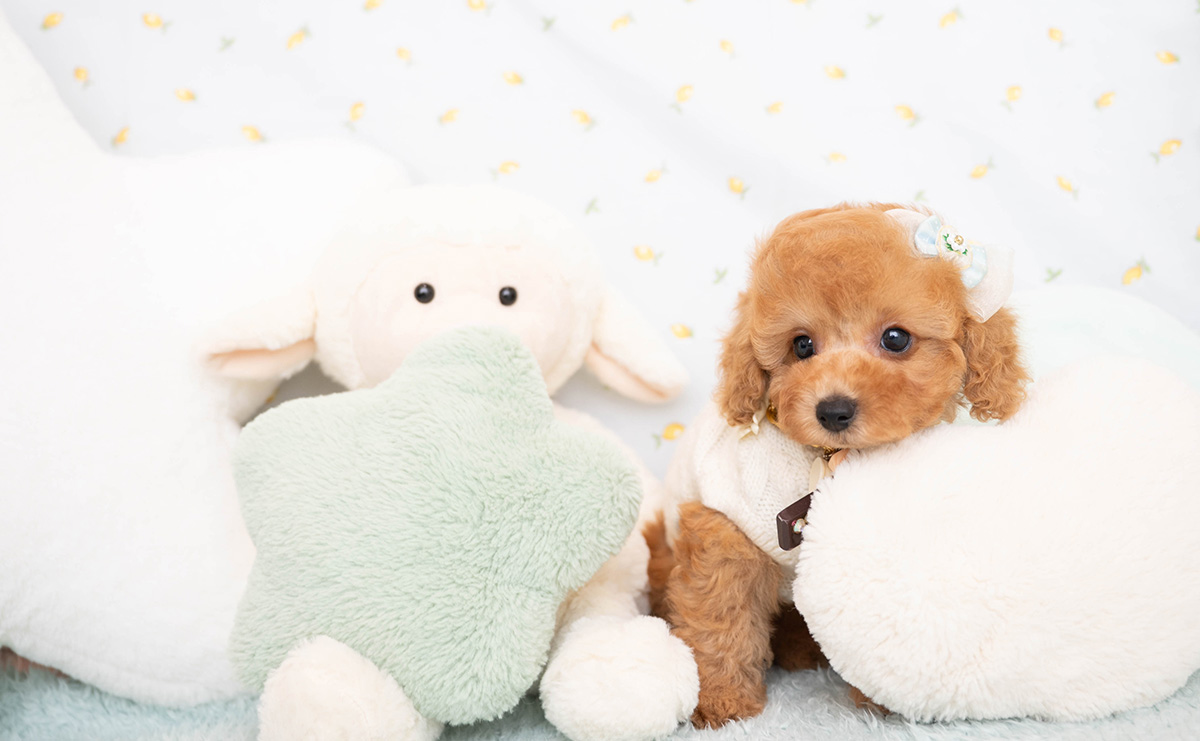 トイプードルのレッドの男の子|2026年2月8日生まれ|No.11168|画像1枚目