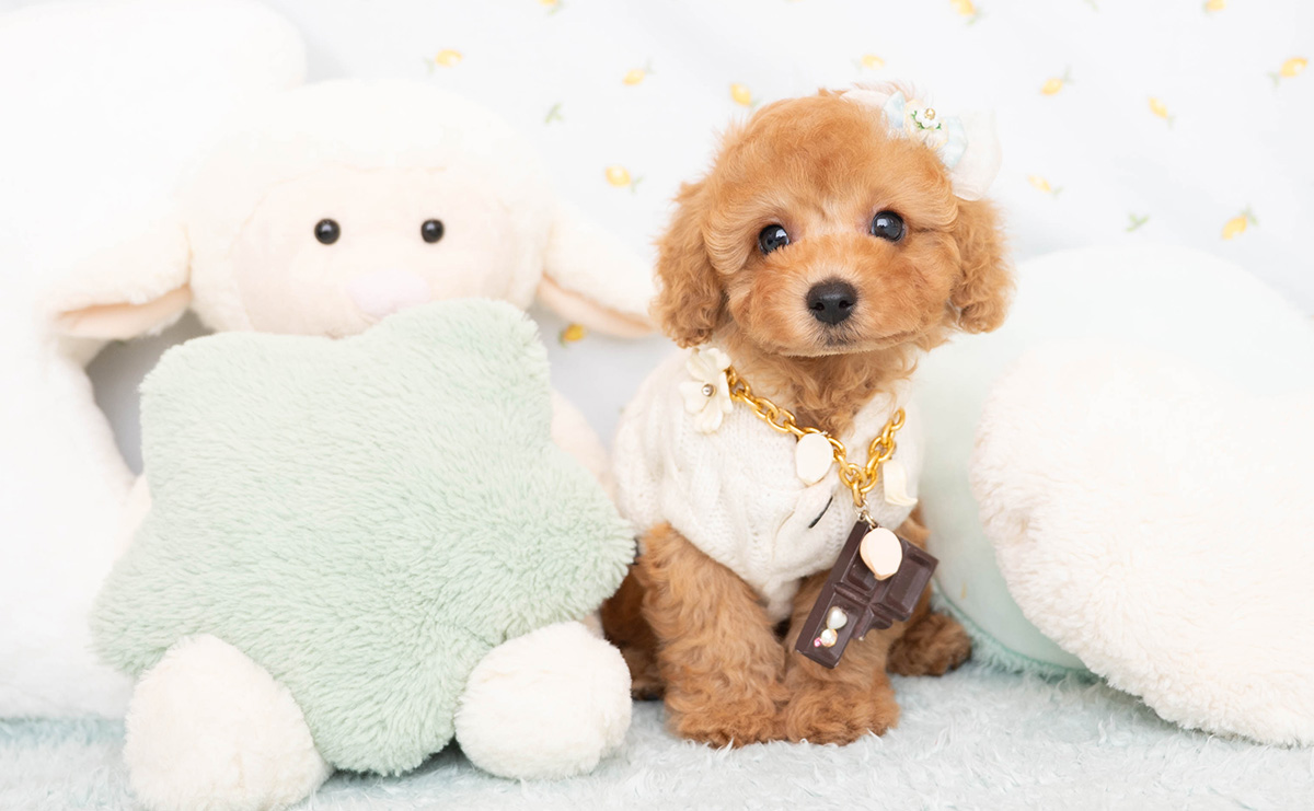 トイプードルのレッドの男の子｜2026年2月8日生まれ｜No.11168｜画像3枚目