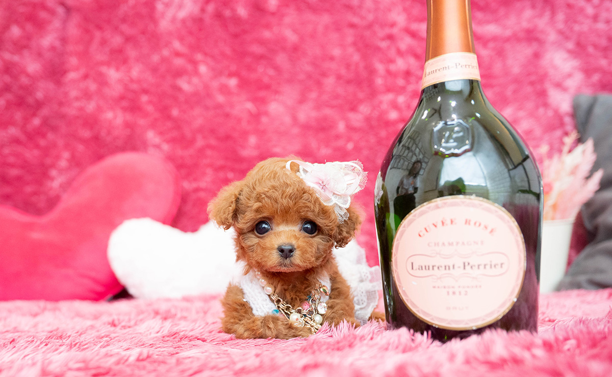 ティーカッププードルのレッドの女の子｜2026年2月13日生まれ｜No.11169｜画像6枚目