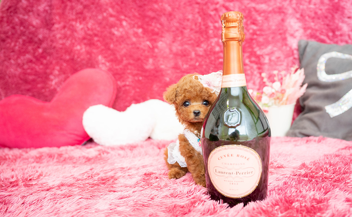 ティーカッププードルのレッドの女の子｜2026年2月13日生まれ｜No.11169｜画像3枚目