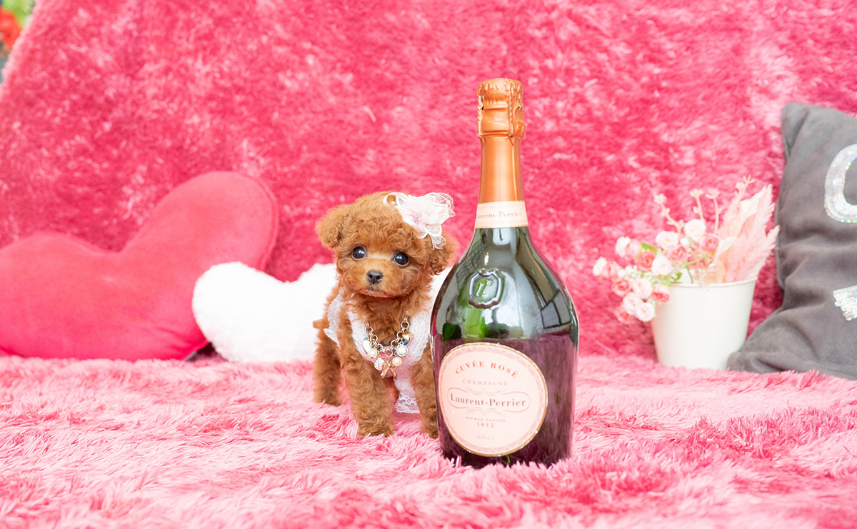 ティーカッププードルのレッドの女の子｜2026年2月13日生まれ｜No.11169｜画像4枚目