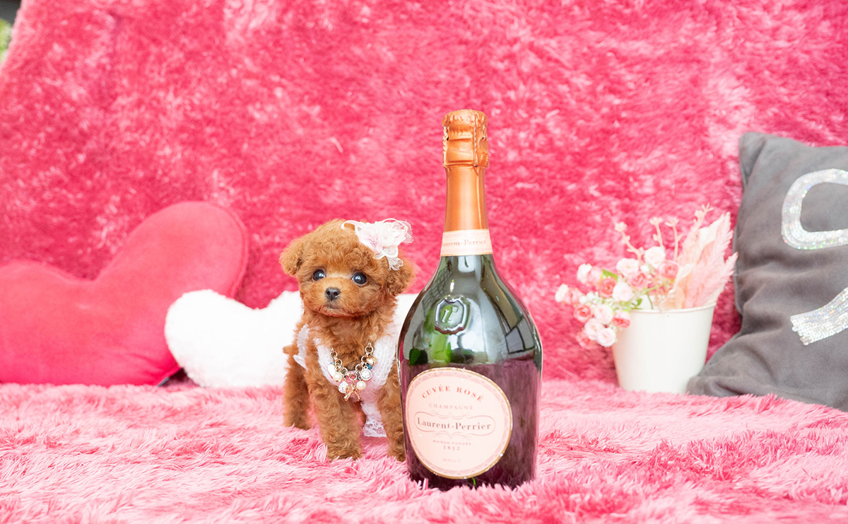 ティーカッププードルのレッドの女の子｜2026年2月13日生まれ｜No.11169｜画像5枚目