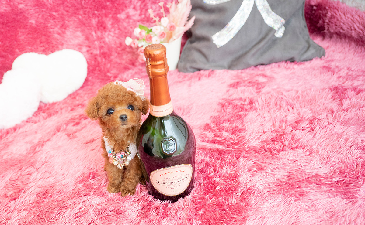 ティーカッププードルのレッドの女の子｜2026年2月13日生まれ｜No.11169｜画像2枚目