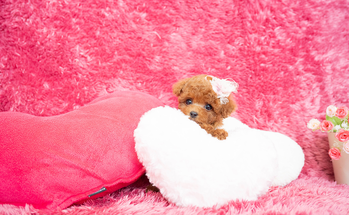 ティーカッププードルのレッドの女の子｜2026年2月13日生まれ｜No.11169｜画像7枚目