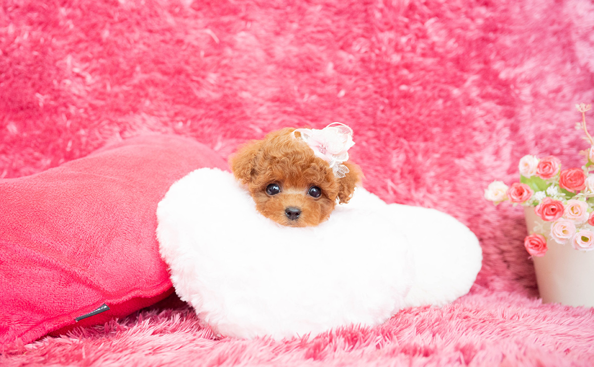 ティーカッププードルのレッドの女の子｜2026年2月13日生まれ｜No.11169｜画像8枚目