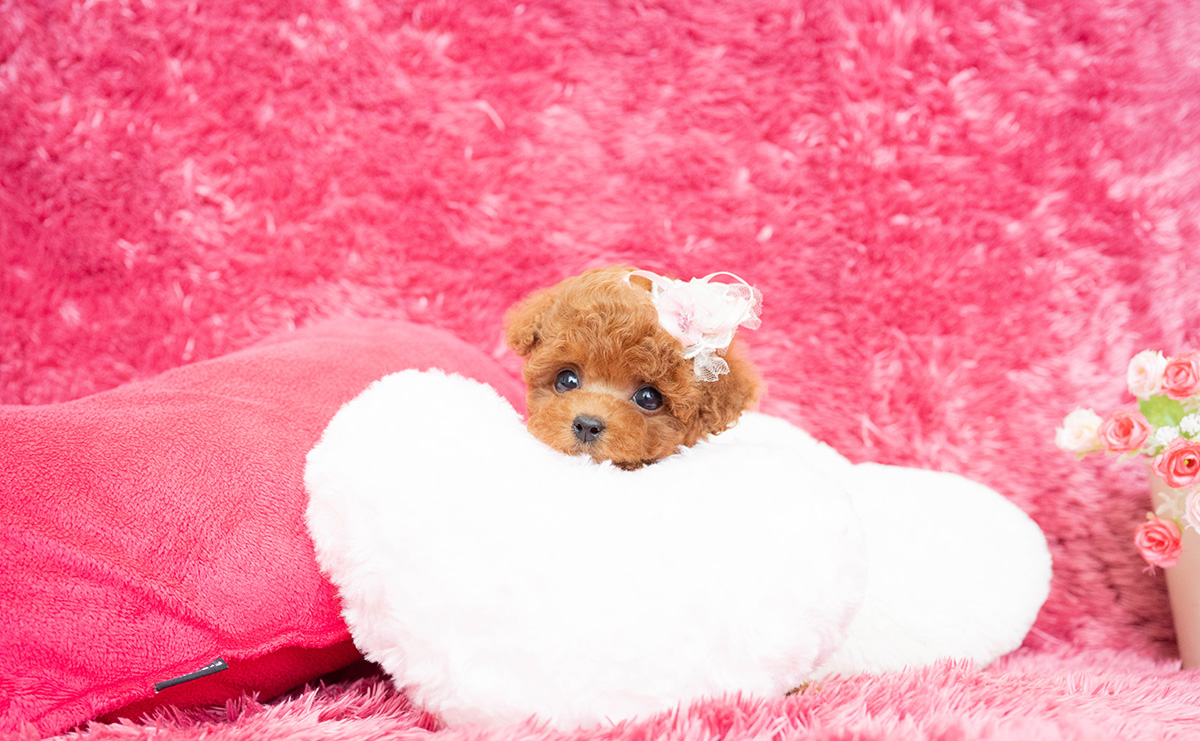 ティーカッププードルのレッドの女の子｜2026年2月13日生まれ｜No.11169｜画像9枚目